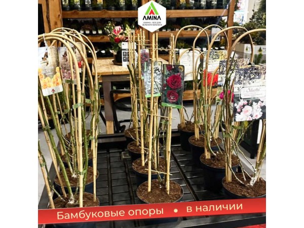 Натуральные бамбуковые опоры для растений от 60 до 400 см купить оптом в Amina Sauda